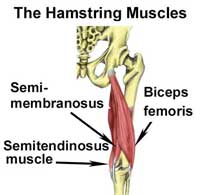 hamstring-muscles physio dubai