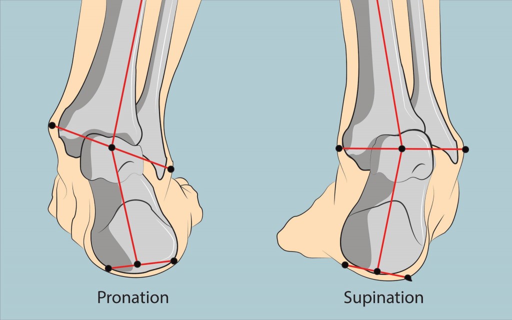 Difference Between Pronation And Supination